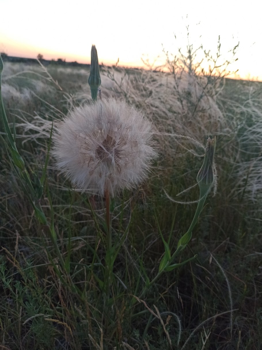 Большие одуванчики