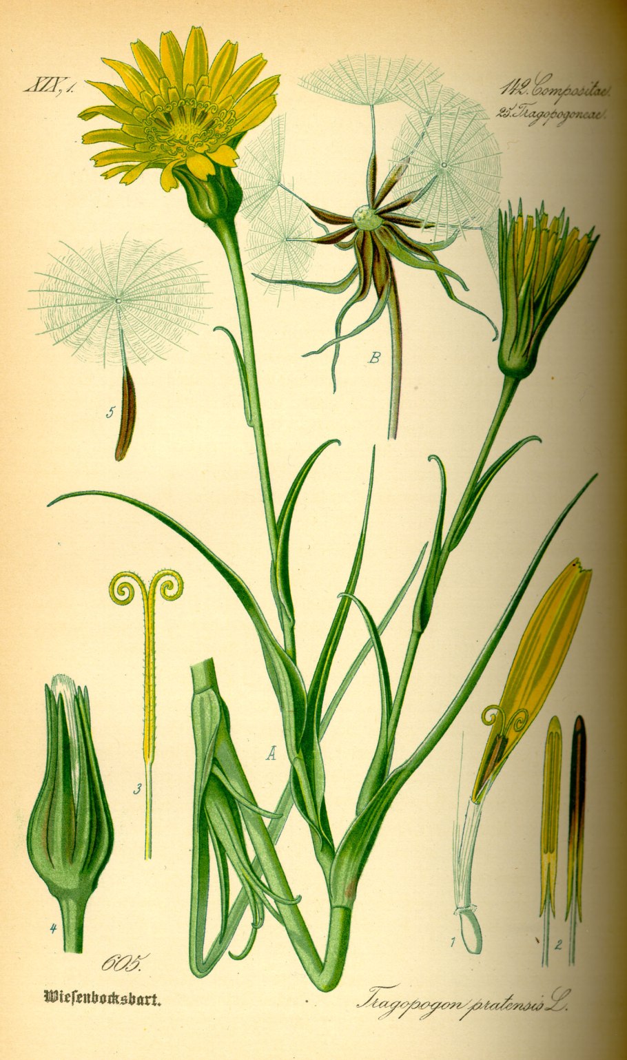 Tragopogon borysthenicus
