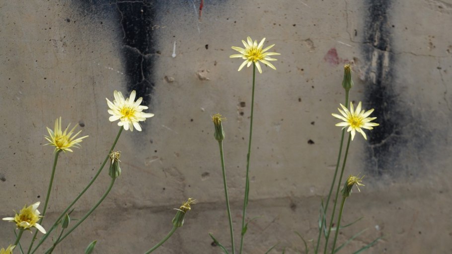 Козлобородник сомнительный луговой