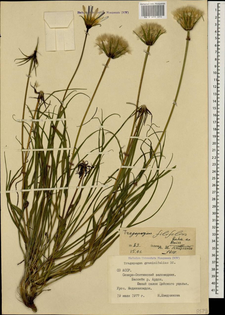 Eriophorum brachyantherum