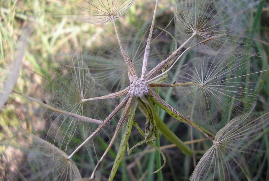 Пушинки козлобородника