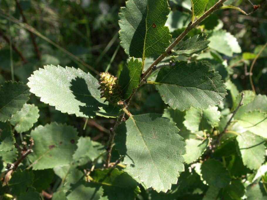 Береза приземистая Betula humilis