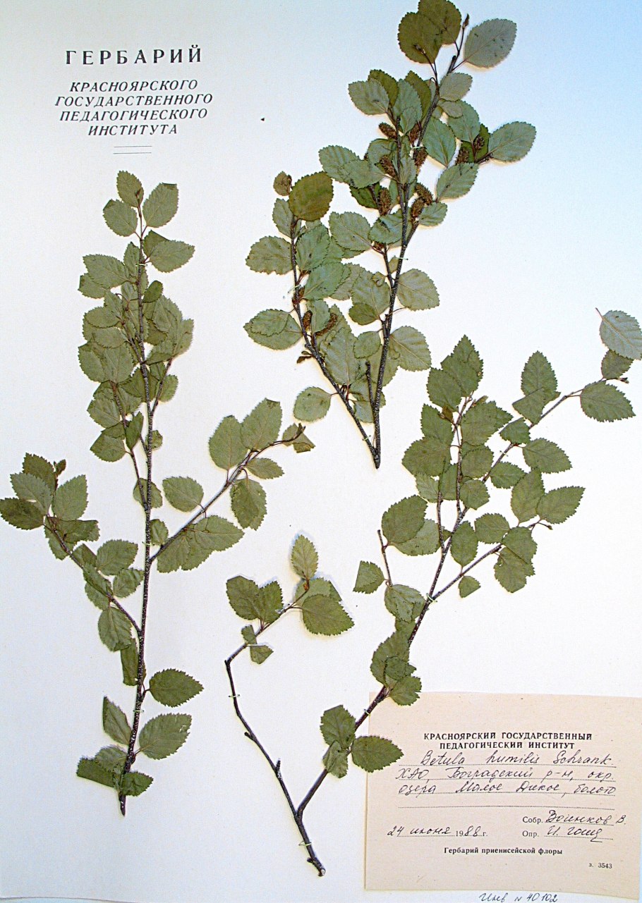 Береза низкая фото