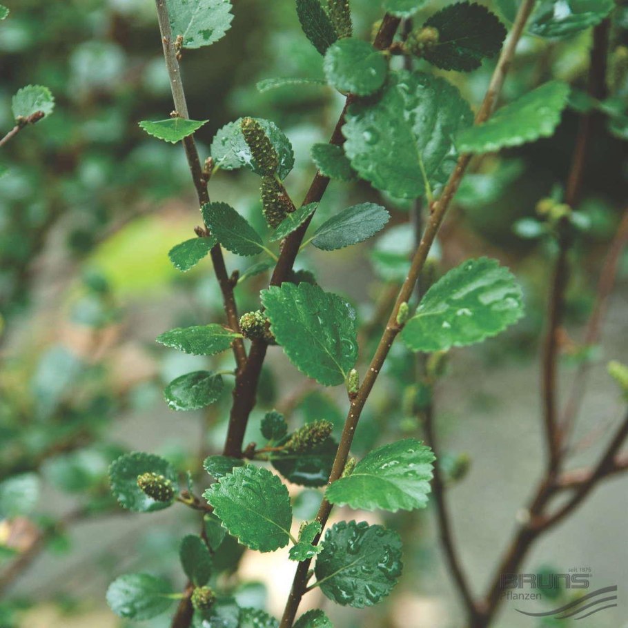 Бетула Берк