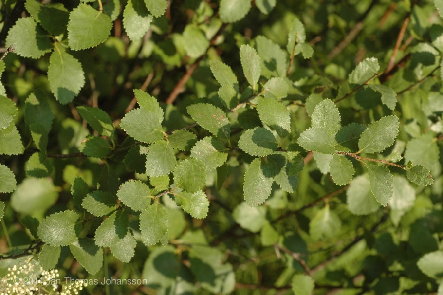 Береза низкая Betula humilis