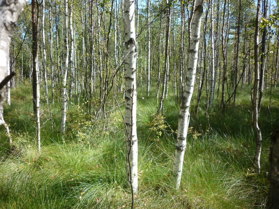 Березы без верхушки на голубом фоне