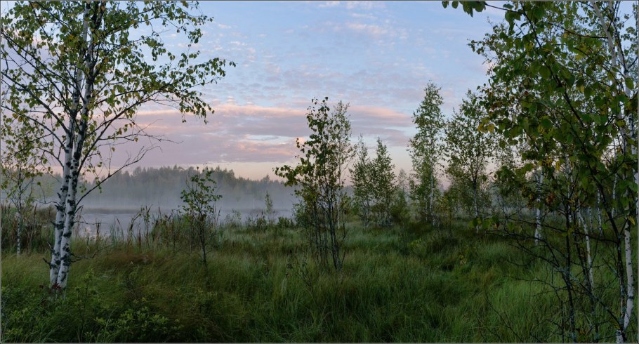 Береза Жакмона (Betula jacquemontii)