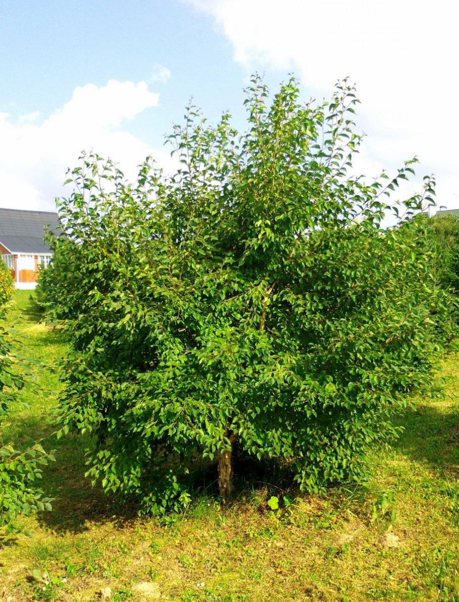 Берёза кустарниковая Ерник