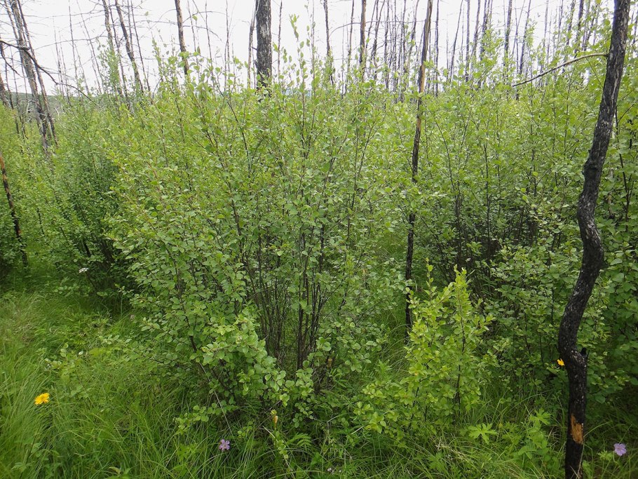 Береза приземистая - Betula humilis Schrank