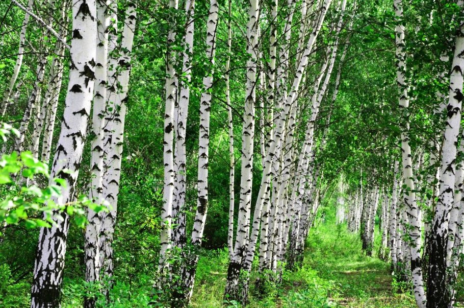 Японская береза