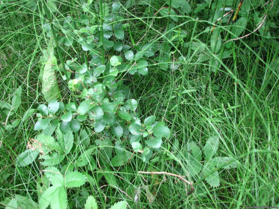 Береза низкая Betula humilis