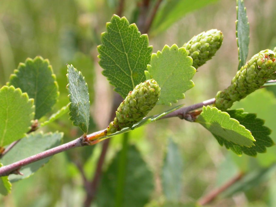 Береза приземистая - Betula humilis Schrank