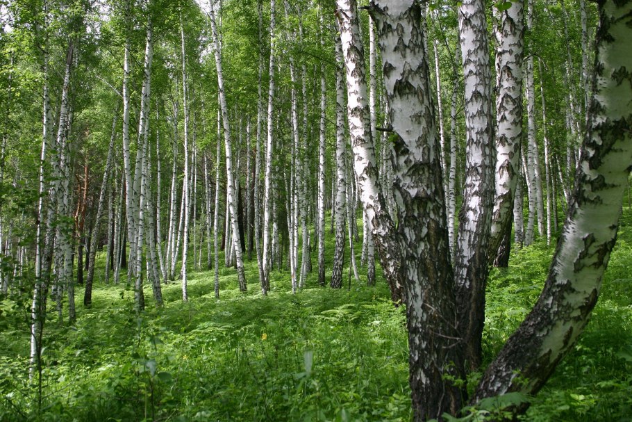 Ачинск роща березовая