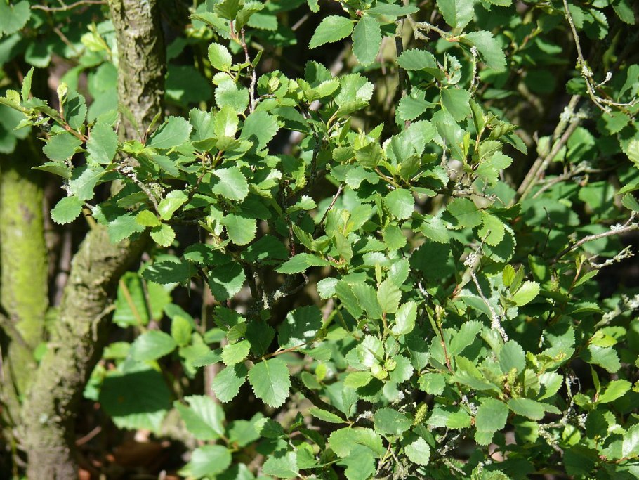 Береза приземистая (лат. Betula humilis)
