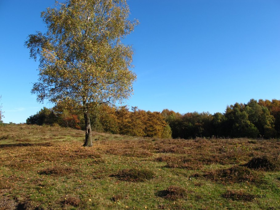 Береза приземистая (лат. Betula humilis)