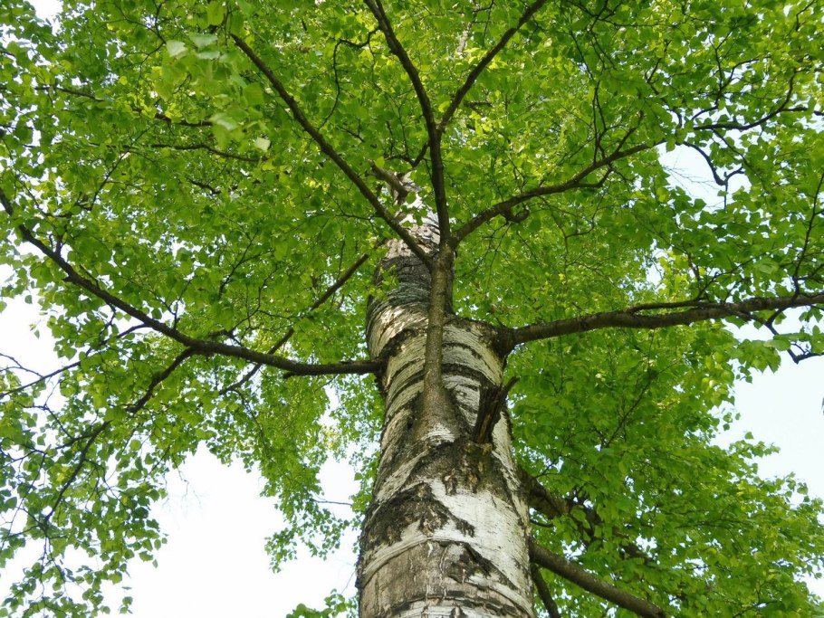 Август березы деревня