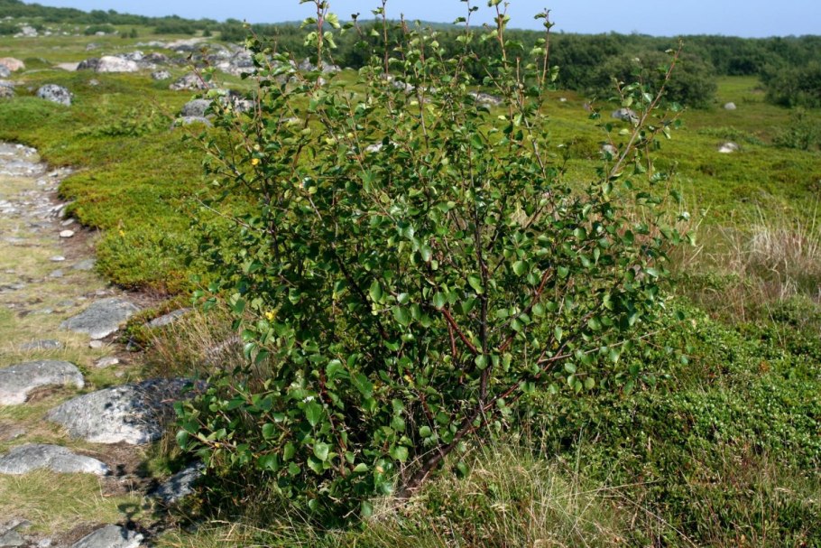 Береза в Калининградской области