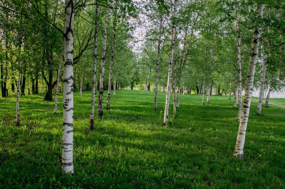 Берёза плосколистная