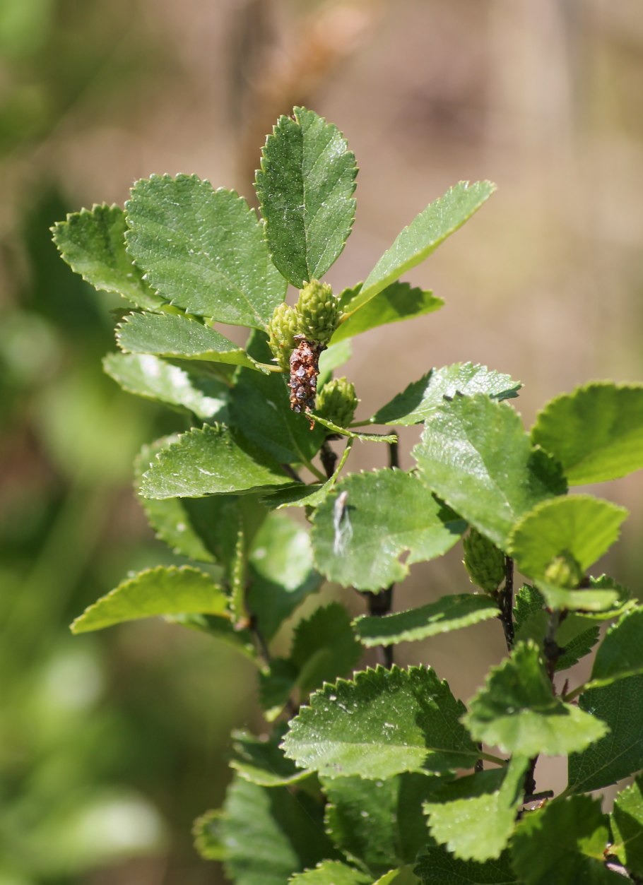 Береза низкая Betula humilis