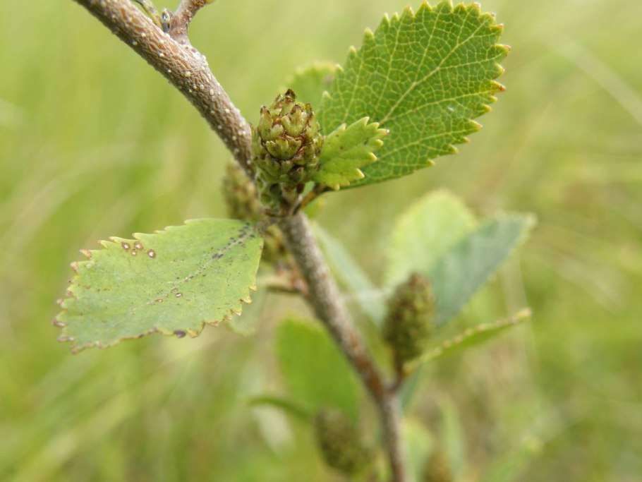 Береза приземистая Betula humilis