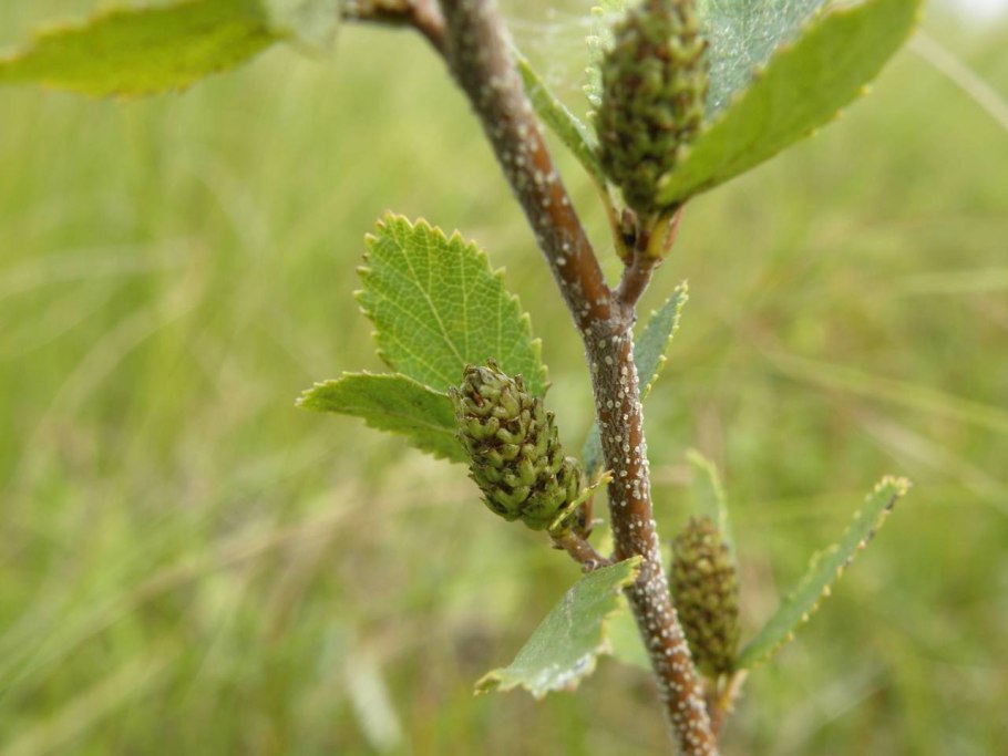 Береза приземистая (лат. Betula humilis)