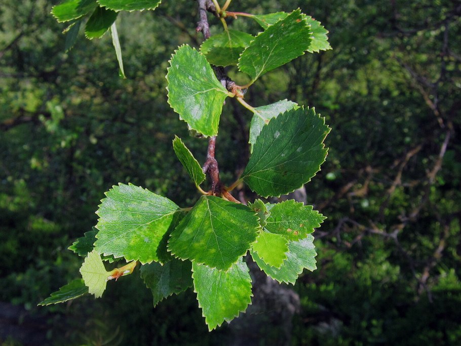 Береза кустовая Betula fruticosa