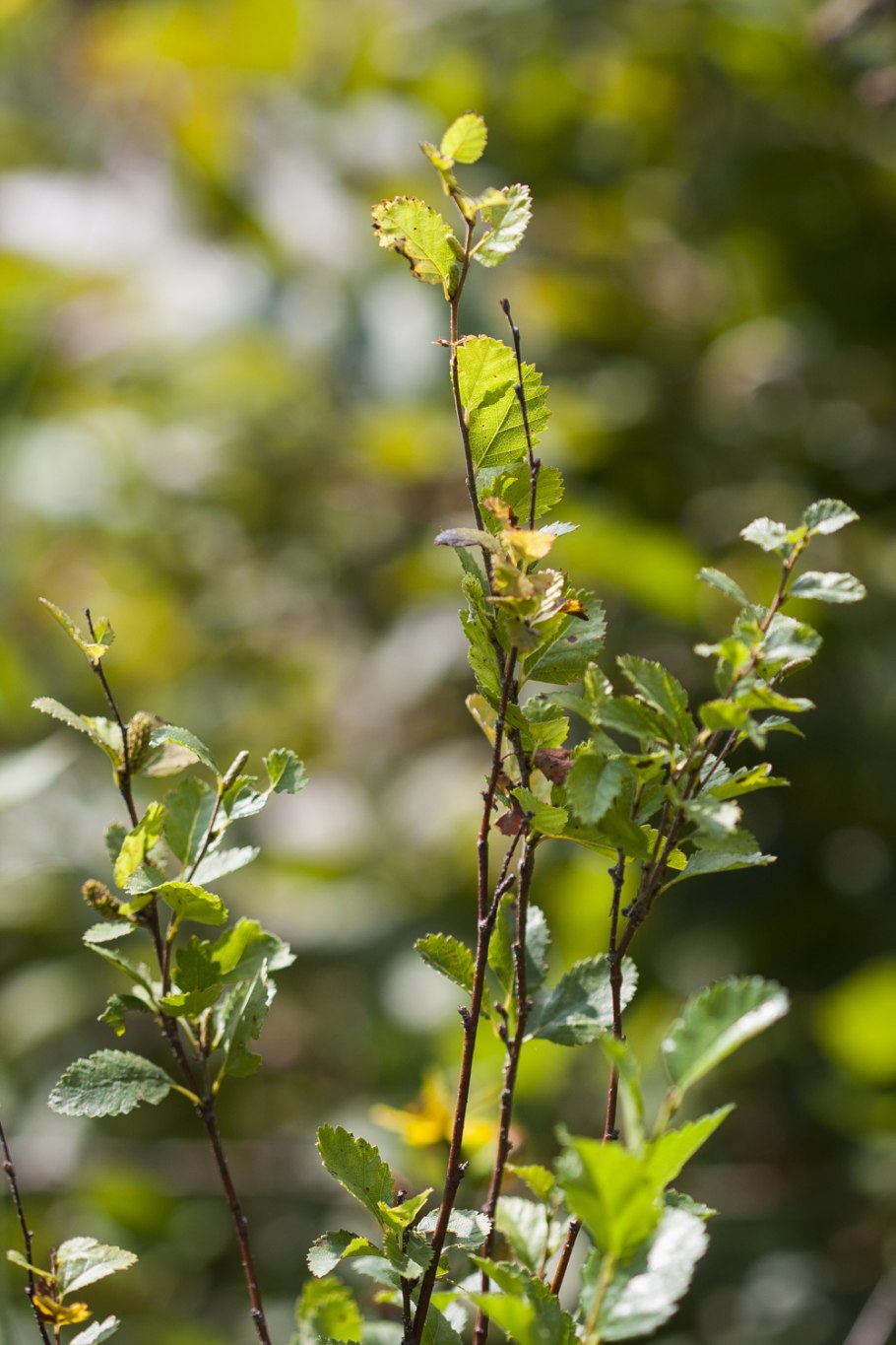 Слезы березы бар
