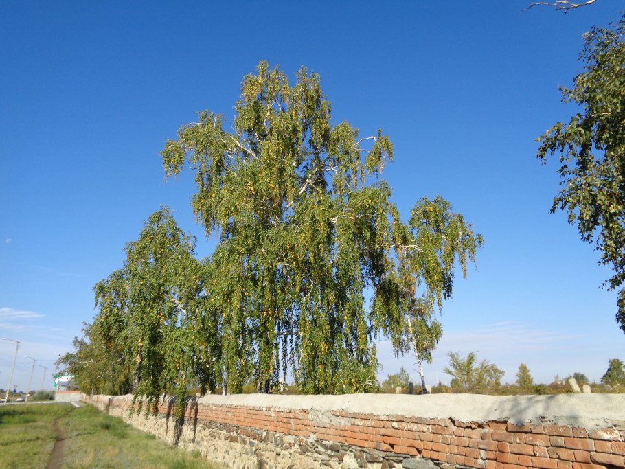 Береза jacquemontii