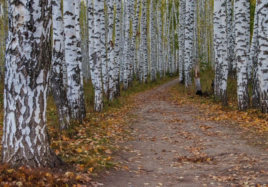 Ствол дерева береза