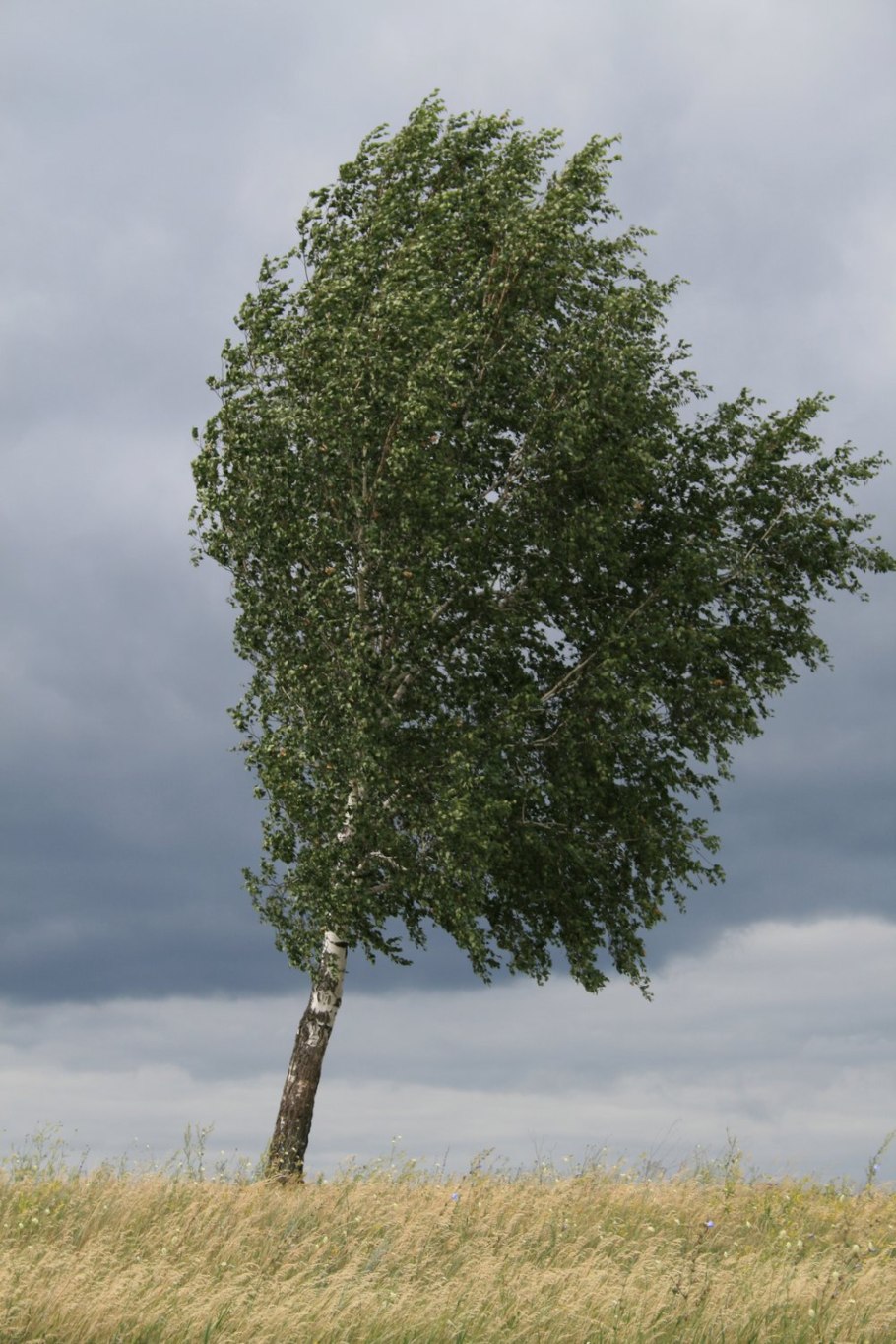 Береза повислая многоствольная