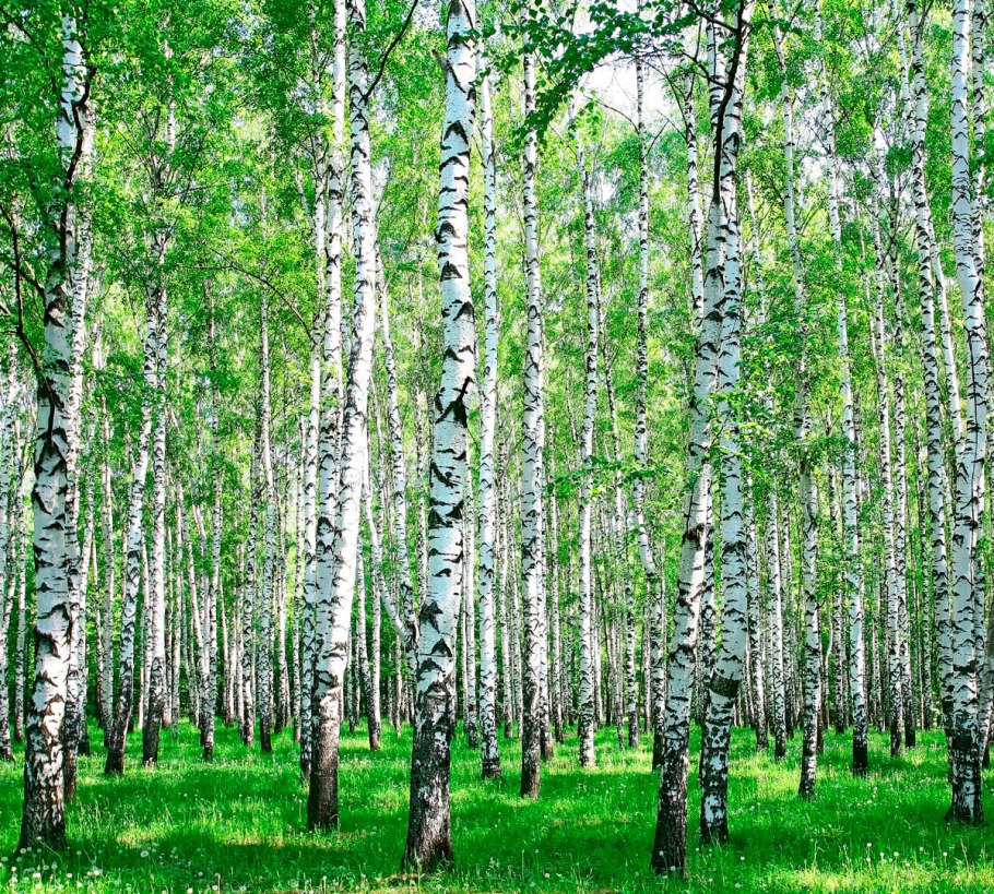 Берёзовая роща
