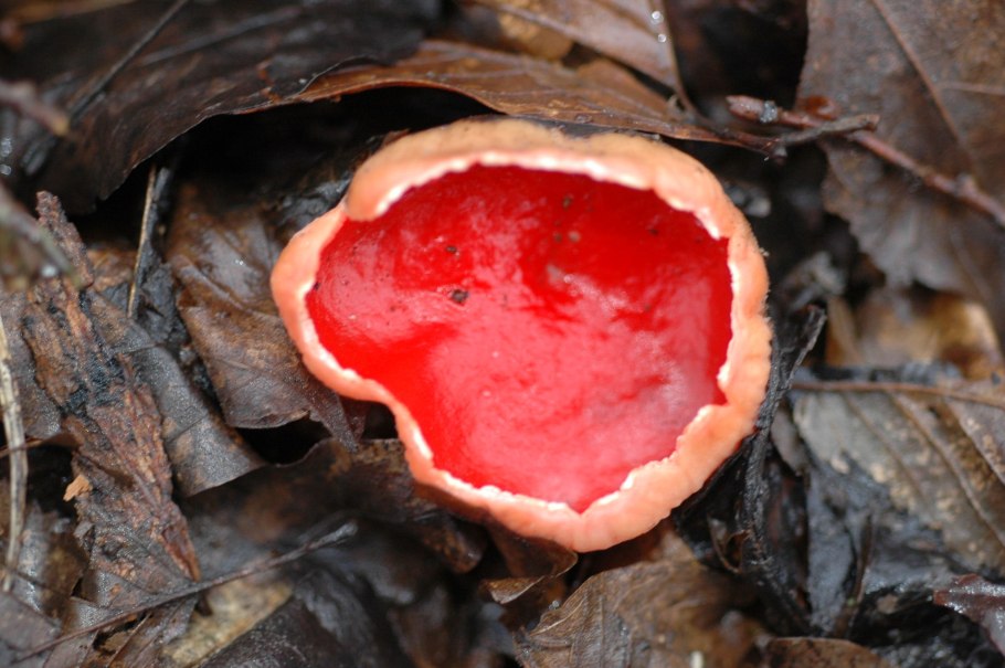 Растение с красными цветами