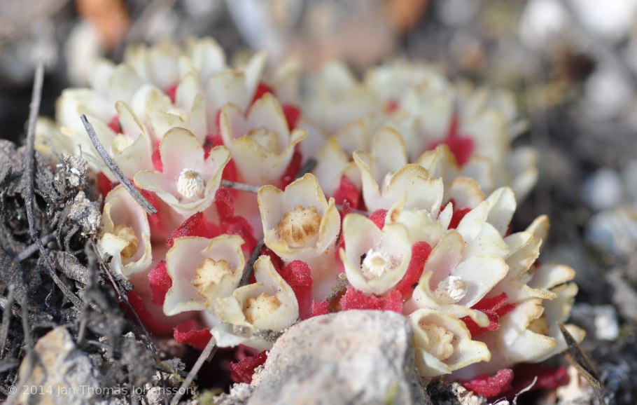 Подладанник жёлтый