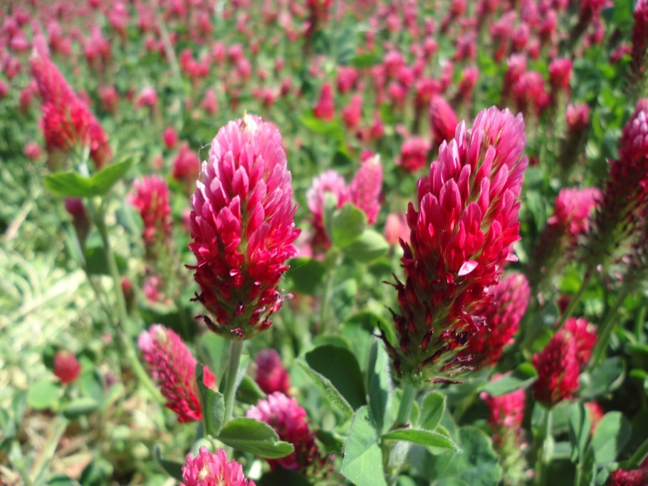 Искусственные цветы Мак