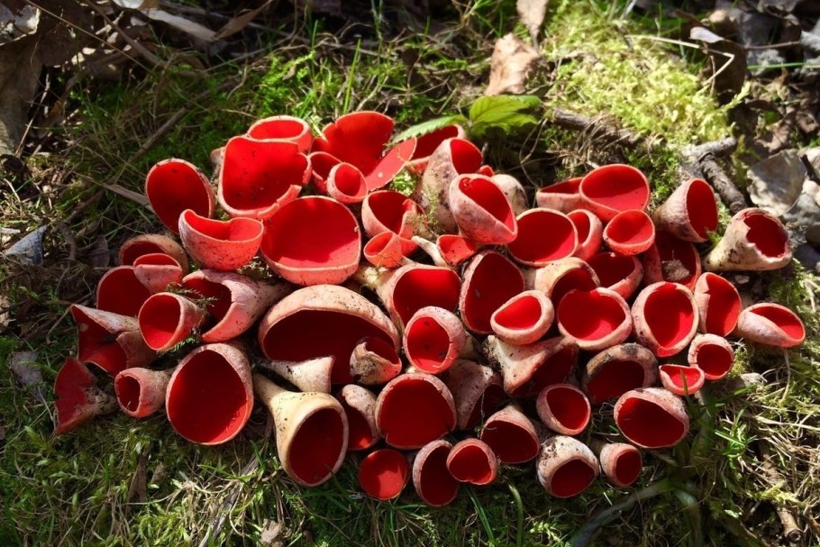 Красный Буш ягоды