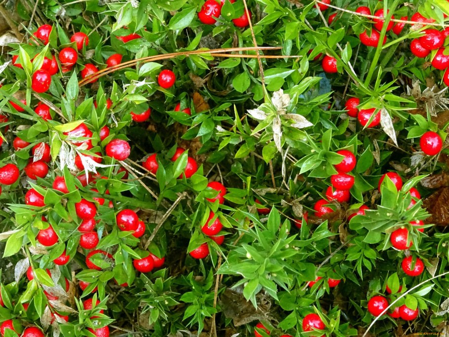 Красные грибы съедобные