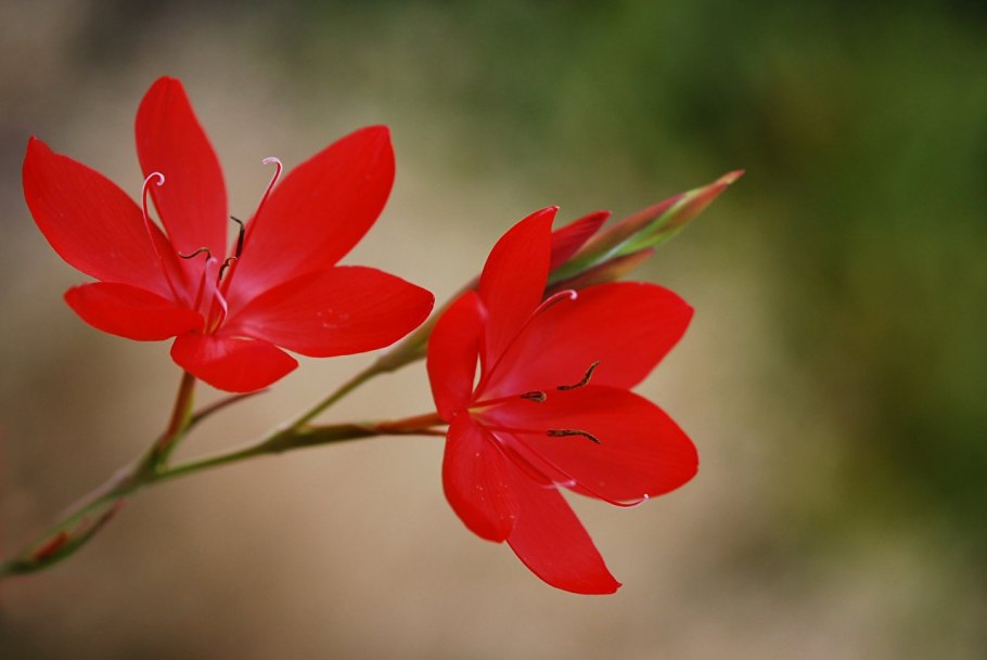 Красный клатрус