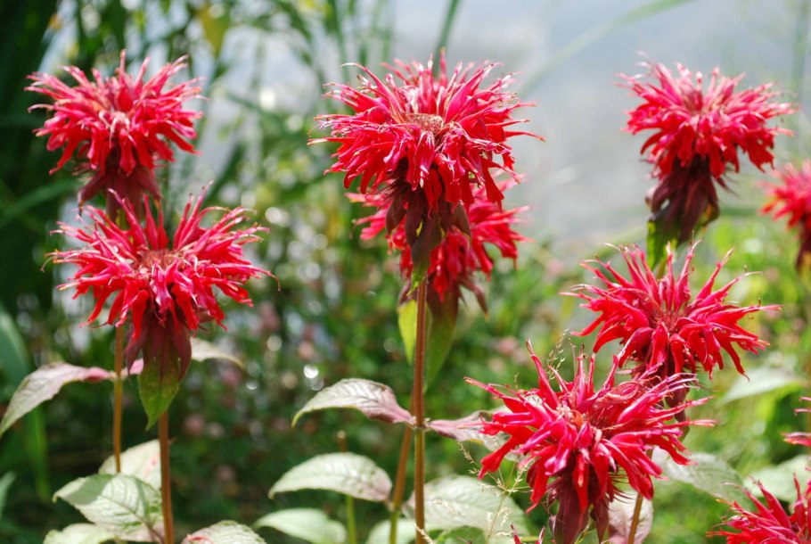 Монарда гадэнвью скарлет