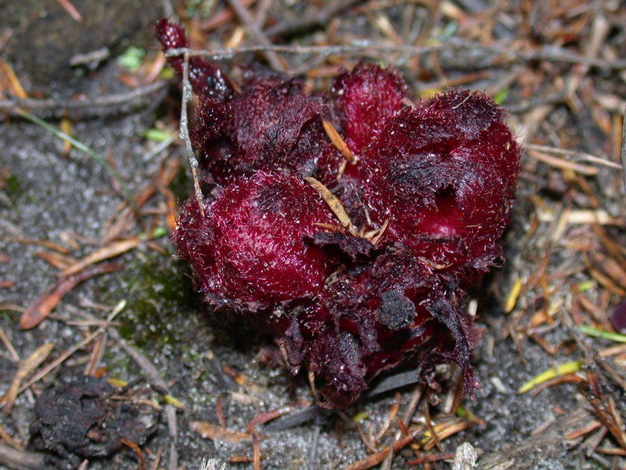 Лесной пион кавказский