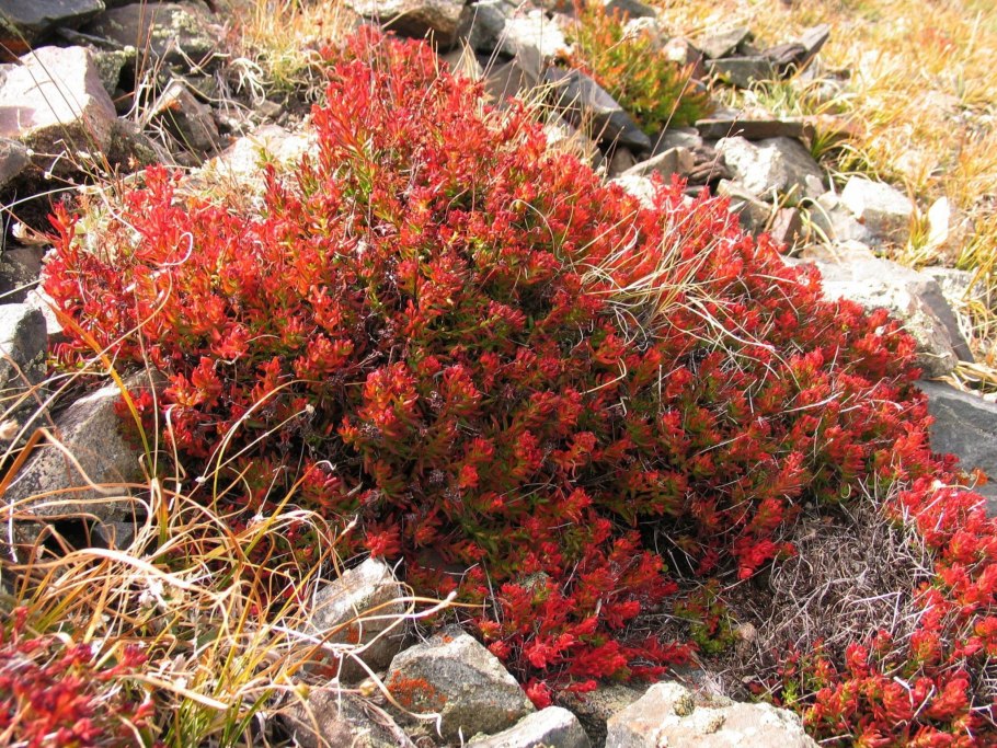 Паутинник кроваво-красный