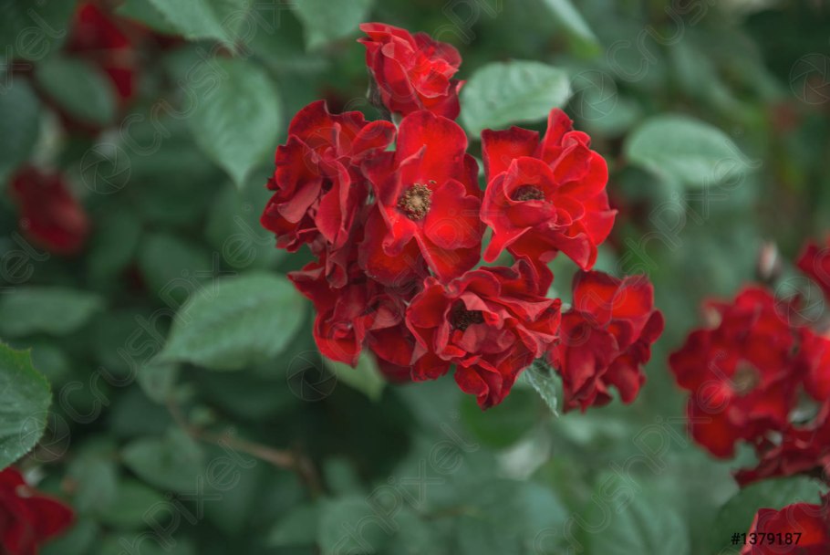 Метросидерос зонтичный