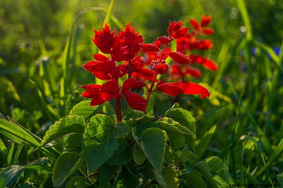 Сальвия Спленденс