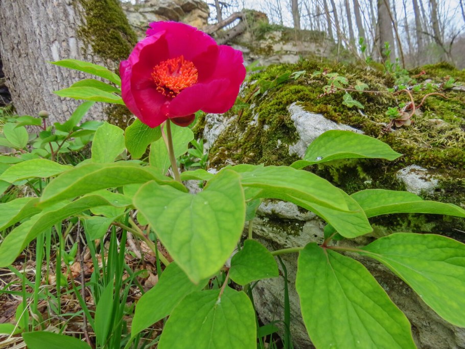 Решёточник красный гриб