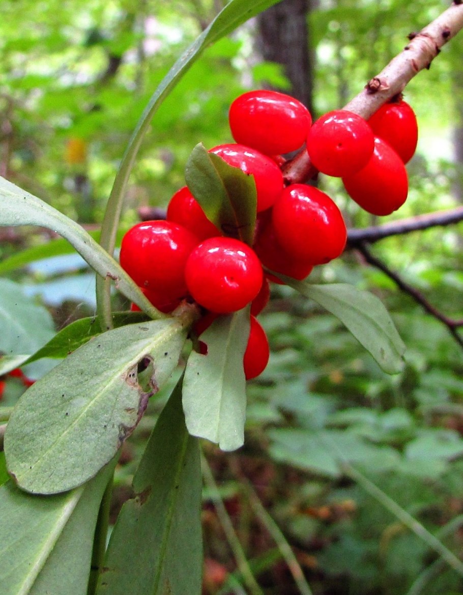 Карбюратор leader pz19jb