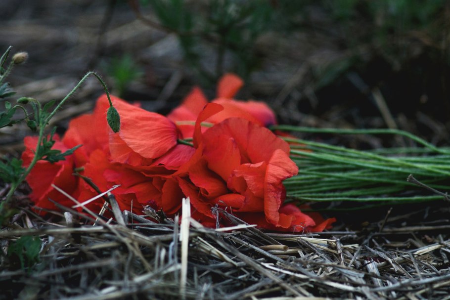 Бутулия куст