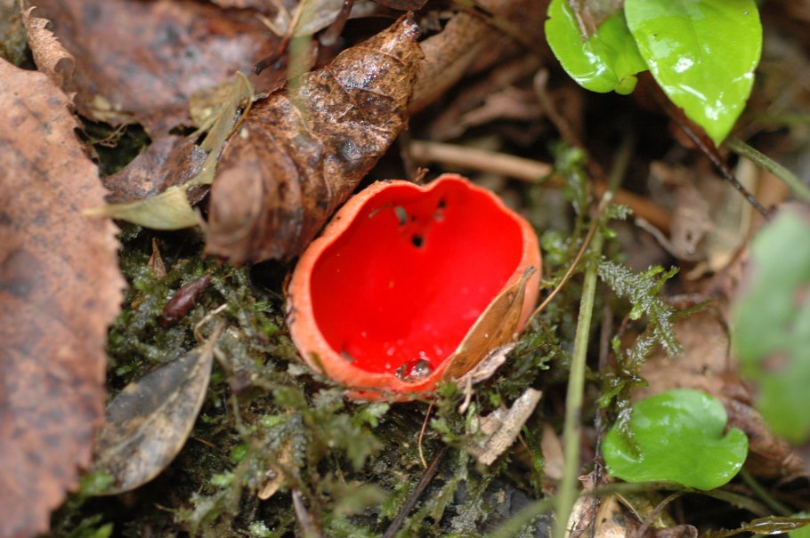 Сальвия шалфей красная