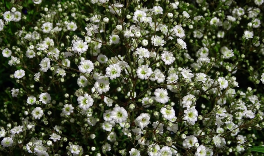 Гипсофила метельчатая (Качим)