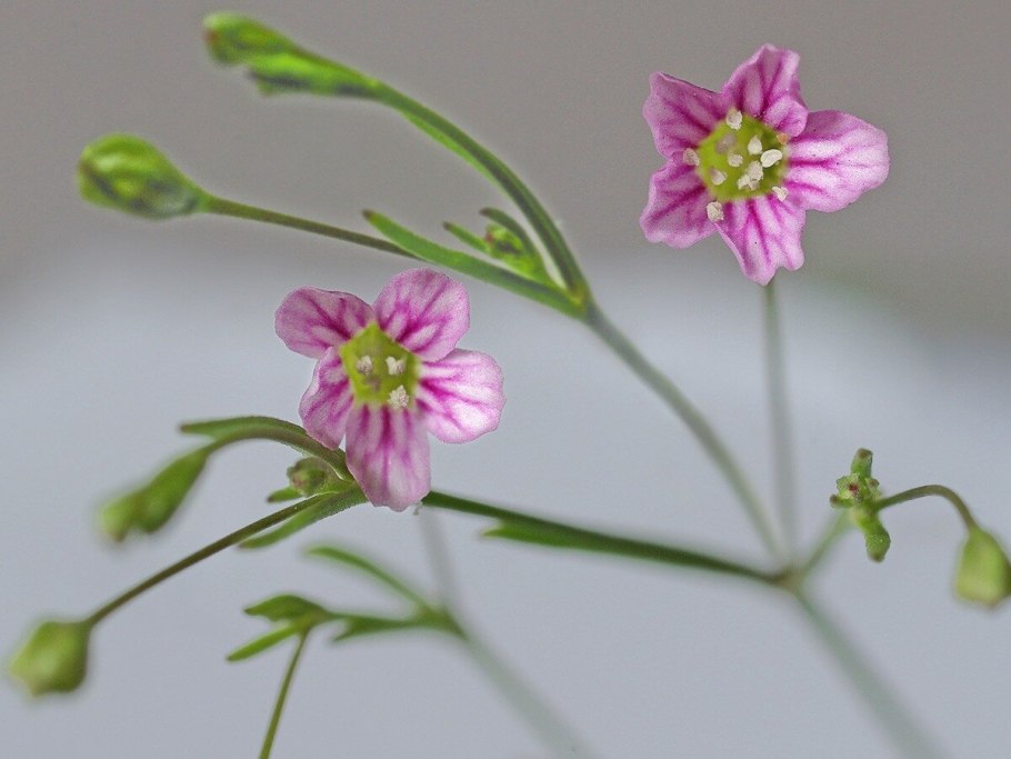 Качим постенный