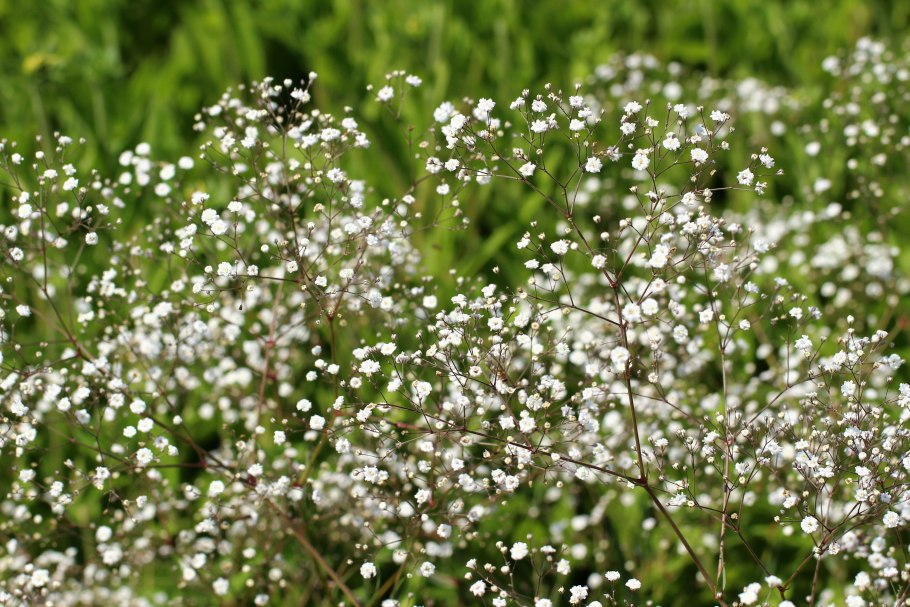 Gypsophila muralis