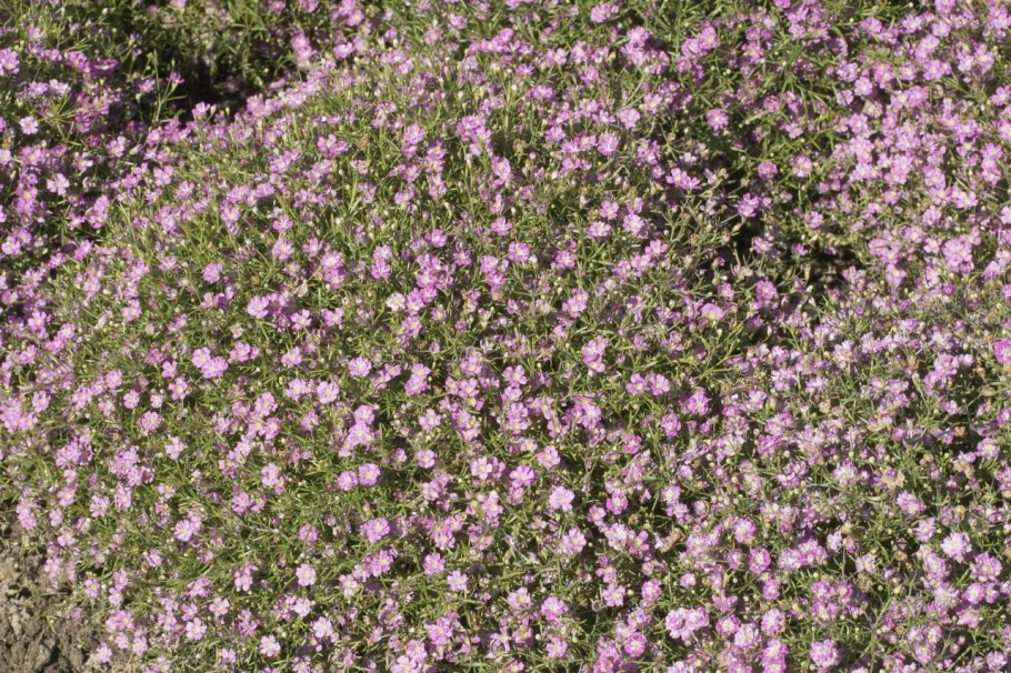 Растение Качим Юзепчука